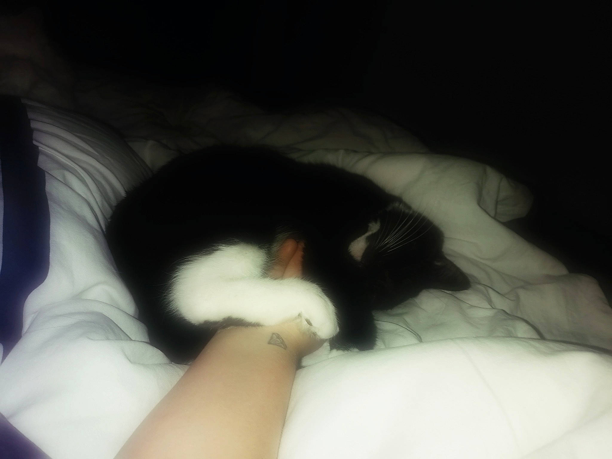 Chocapic participe au concours pour gagner de l'argent avec cette photo : arm, black_hair, carnivore, cloud, comfort, companion_dog, elbow, eye, felidae, finger, gesture, hand, head, human_body, leg, neck, small_to_medium_sized_cats, snout, thigh, tints_and_shades