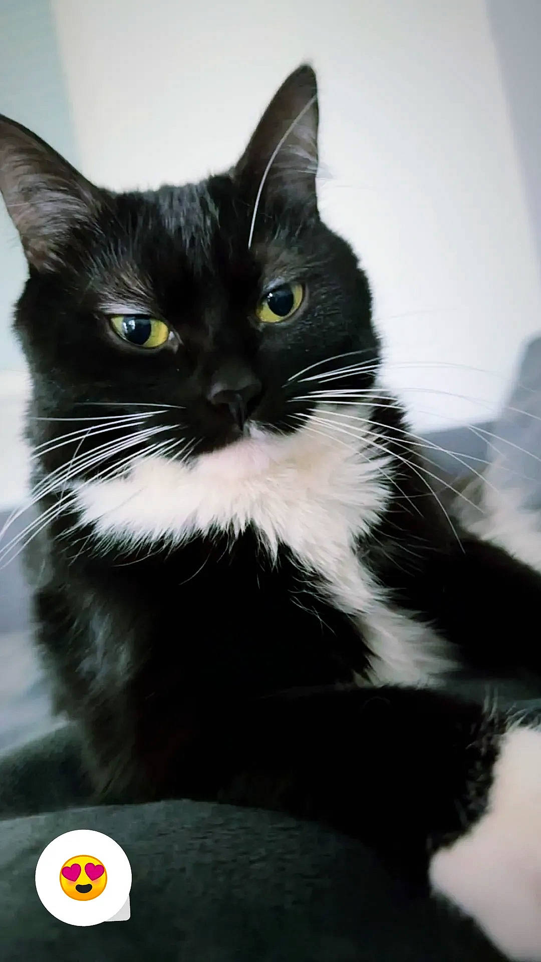 Chocapic participe au concours pour gagner de l'argent avec cette photo : black_cat, box, carnivore, cat, claw, comfort, domestic_short_haired_cat, eye, felidae, fur, iris, logo, paper_product, small_to_medium_sized_cats, snout, tail, terrestrial_animal, whiskers