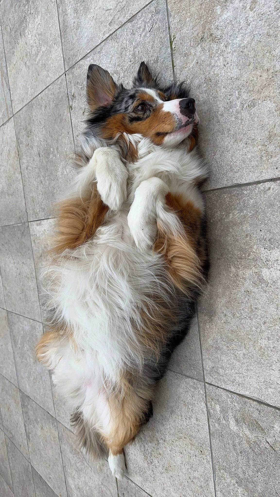 Rio participe au concours pour gagner de l'argent avec cette photo : canidae, carnivore, cat, claw, companion_dog, dog_breed, fawn, felidae, flooring, foot, fur, paw, rough_collie, shetland_sheepdog, small_to_medium_sized_cats, snout, sporting_group, tail, terrestrial_animal, whiskers