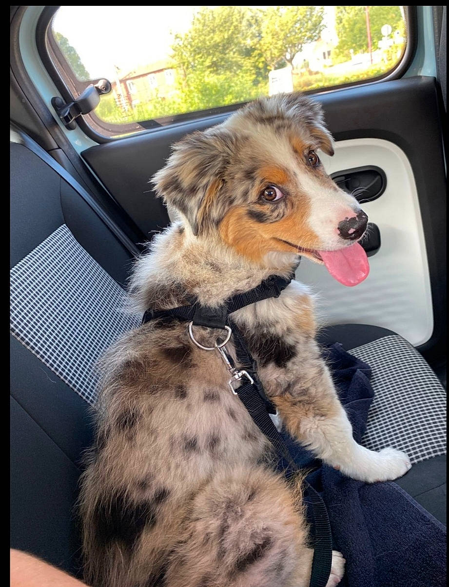 Rio participe au concours pour gagner de l'argent avec cette photo : automotive_exterior, automotive_lighting, canidae, carnivore, collar, companion_dog, dog, dog_breed, dog_collar, door, fawn, felidae, fur, leash, snout, sporting_group, tail, tree, vehicle_door, whiskers