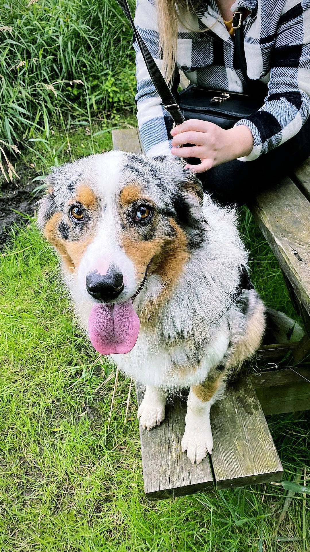 Rio participe au concours pour gagner de l'argent avec cette photo : ancient_dog_breeds, ball, canidae, carnivore, companion_dog, dog, dog_breed, fur, grass, herding_dog, luggage_and_bags, miniature_australian_shepherd, plant, scotch_collie, sitting, snout, sporting_group, working_dog