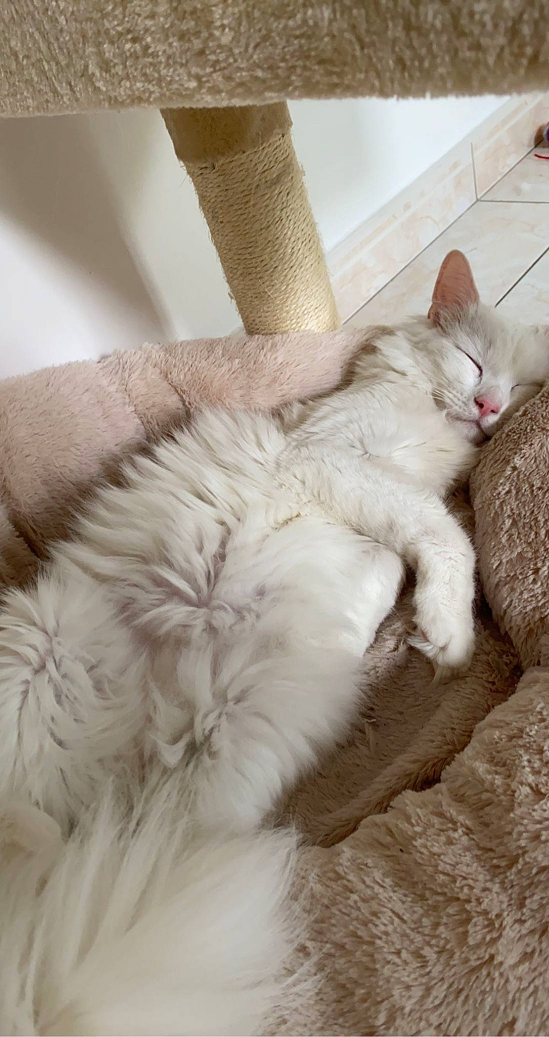 Neige participe au concours pour gagner de l'argent avec cette photo : bed, bed_sheet, carnivore, cat, claw, comfort, domestic_short_haired_cat, fawn, felidae, flooring, fur, hardwood, linens, nap, paw, small_to_medium_sized_cats, snout, tail, whiskers, wood