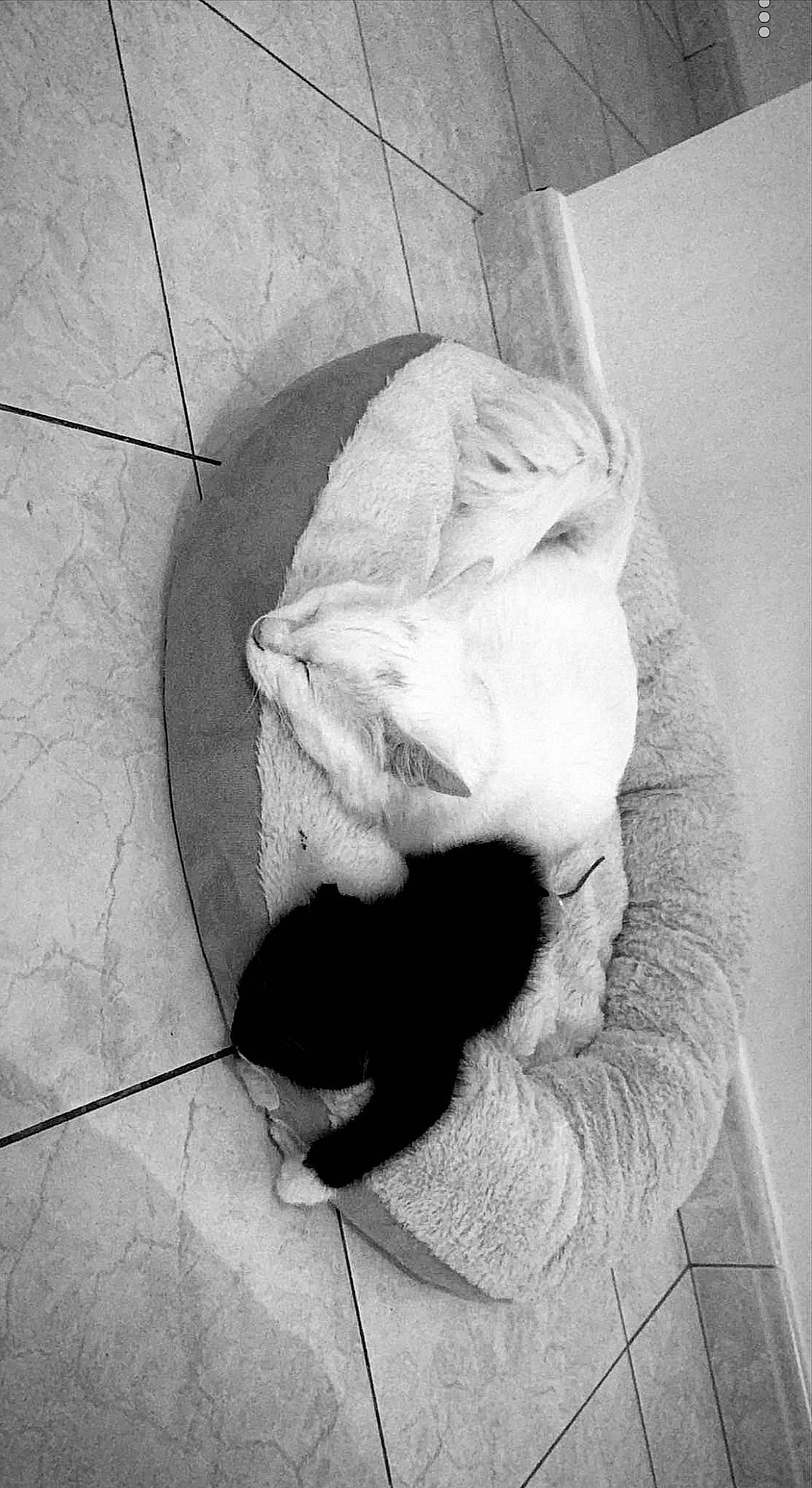 Neige a rejoint le concours — aidez-le/la à gagner de superbes lots ! beard, black_and_white, carnivore, cat, comfort, elbow, eye, felidae, gesture, grey, head, human_body, leg, mammal, small_to_medium_sized_cats, snout, style, tail, tints_and_shades, whiskers