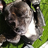 Saika participe au concours pour gagner de l'argent avec cette photo : dog, pet, grass, outdoor, sunlight, paw, sleeping, relaxed, black_dog, canine, animal, fur, cute, closeup, summer, nature, resting, sunny, domestic_animal, happy