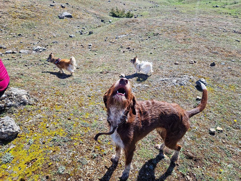 Leo a rejoint le concours — aidez-le/la à gagner de superbes lots ! bedrock, canidae, carnivore, collar, dog, dog_breed, fawn, hunting_dog, leash, pack_animal, soil, sporting_group, street_dog, tail, terrestrial_animal, wildlife, working_animal, working_dog