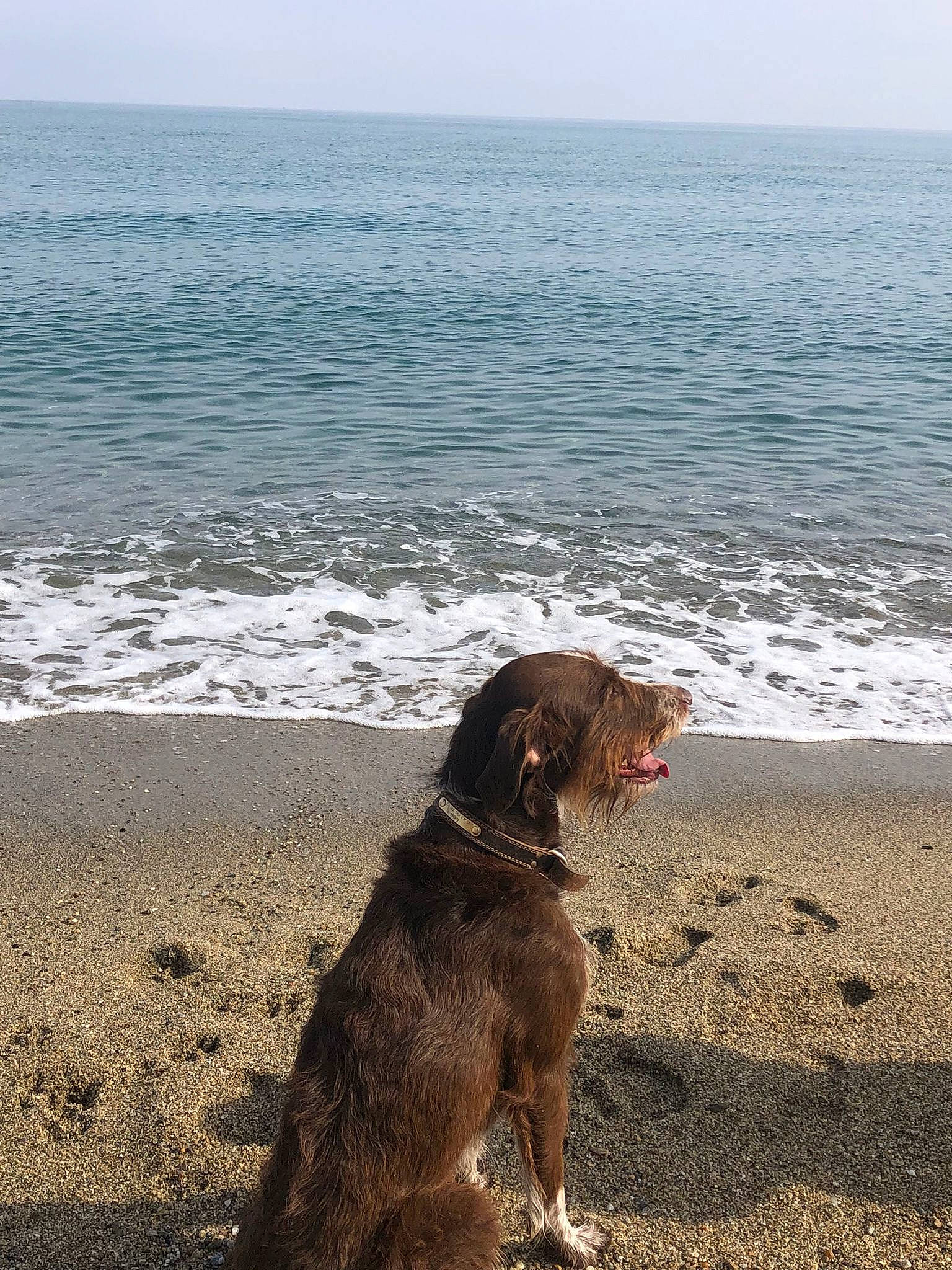 Leo participe au concours pour gagner de l'argent avec cette photo : beach, carnivore, collar, companion_dog, dog, dog_breed, fawn, gun_dog, horizon, lake, landscape, liver, ocean, sand, sky, sporting_group, water, water_dog, wave, wind_wave