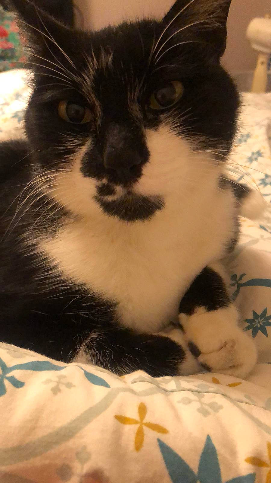 Sarah participe au concours pour gagner de l'argent avec cette photo : carnivore, cat, claw, comfort, domestic_short_haired_cat, felidae, fur, monochrome_photography, paw, small_to_medium_sized_cats, snout, tail, terrestrial_animal, whiskers, window