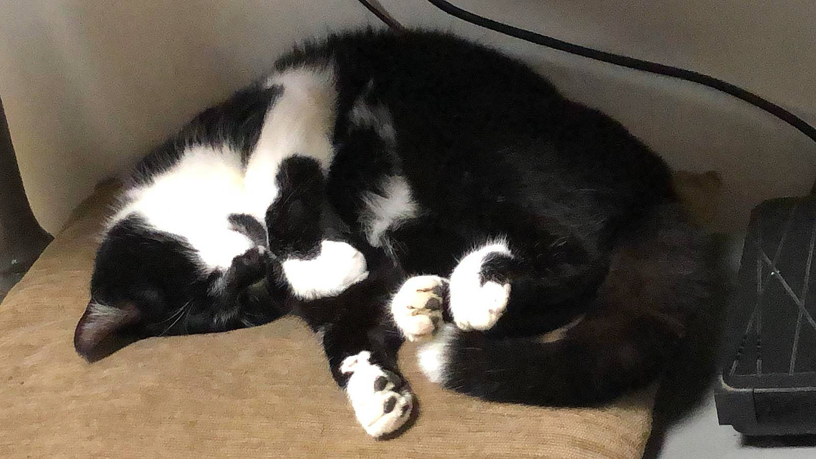 Sarah participe au concours pour gagner de l'argent avec cette photo : canidae, carnivore, cat, claw, comfort, companion_dog, dog_breed, domestic_short_haired_cat, felidae, fur, nap, paw, sleep, small_to_medium_sized_cats, snout, sporting_group, tail, terrestrial_animal, whiskers, wood