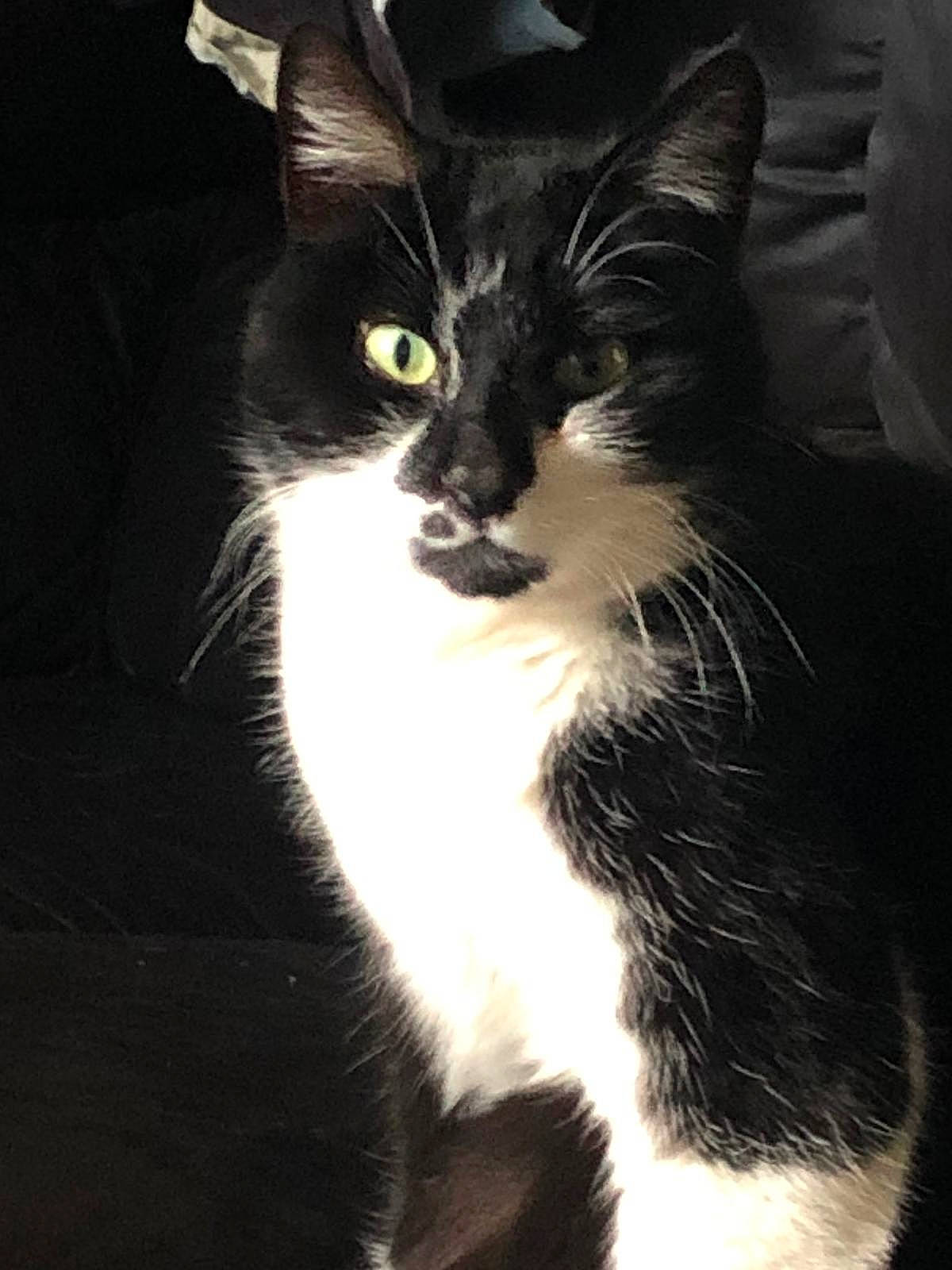 Sarah a rejoint le concours — aidez-le/la à gagner de superbes lots ! carnivore, cat, darkness, domestic_short_haired_cat, door, eye, felidae, flash_photography, fur, head, human_body, iris, sitting, small_to_medium_sized_cats, snout, tail, tints_and_shades, tree, whiskers, window