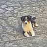 Baya participe au concours pour gagner de l'argent avec cette photo : puppy, dog, tricolor, outdoor, stone_pavement, cute, lying_down, young, pet, animal, fur, ears, tail, curious, nature, daylight, texture, background, adorable, canine