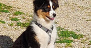 Baya participe au concours pour gagner de l'argent avec cette photo : dog, puppy, tricolor, sitting, harness, gravel, grass, outdoor, sunlight, pet, canine, cute, happy, young, fluffy, nature, animal, friendly, smiling, daylight