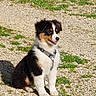 dog, puppy, tricolor, sitting, harness, gravel, grass, outdoor, sunlight, pet, canine, cute, happy, young, fluffy, nature, animal, friendly, smiling, daylight