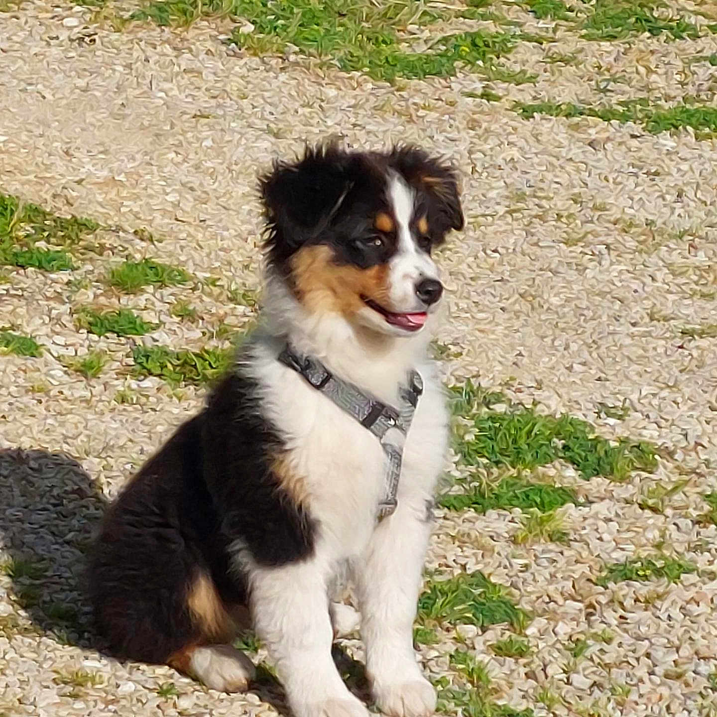Baya participe au concours pour gagner de l'argent avec cette photo : dog, puppy, tricolor, sitting, harness, gravel, grass, outdoor, sunlight, pet, canine, cute, happy, young, fluffy, nature, animal, friendly, smiling, daylight