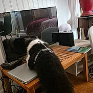 Baya a rejoint le concours — aidez-le/la à gagner de superbes lots ! dog, black_and_white, harness, wooden_table, laptop, television, lamp, floor, indoor, curious, pet, furniture, electronics, cords, red_lamp, booklet, reflection, chair, side_table, home