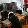 dog, black_and_white, harness, wooden_table, laptop, television, lamp, floor, indoor, curious, pet, furniture, electronics, cords, red_lamp, booklet, reflection, chair, side_table, home