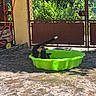 Baya a rejoint le concours — aidez-le/la à gagner de superbes lots ! cat, green_tub, backyard, outdoor, sunlight, red_gate, garden_tools, grass, concrete, fence, pet, animal, curious, tail_up, black_and_white, playful, daytime, nature, yard, exploring