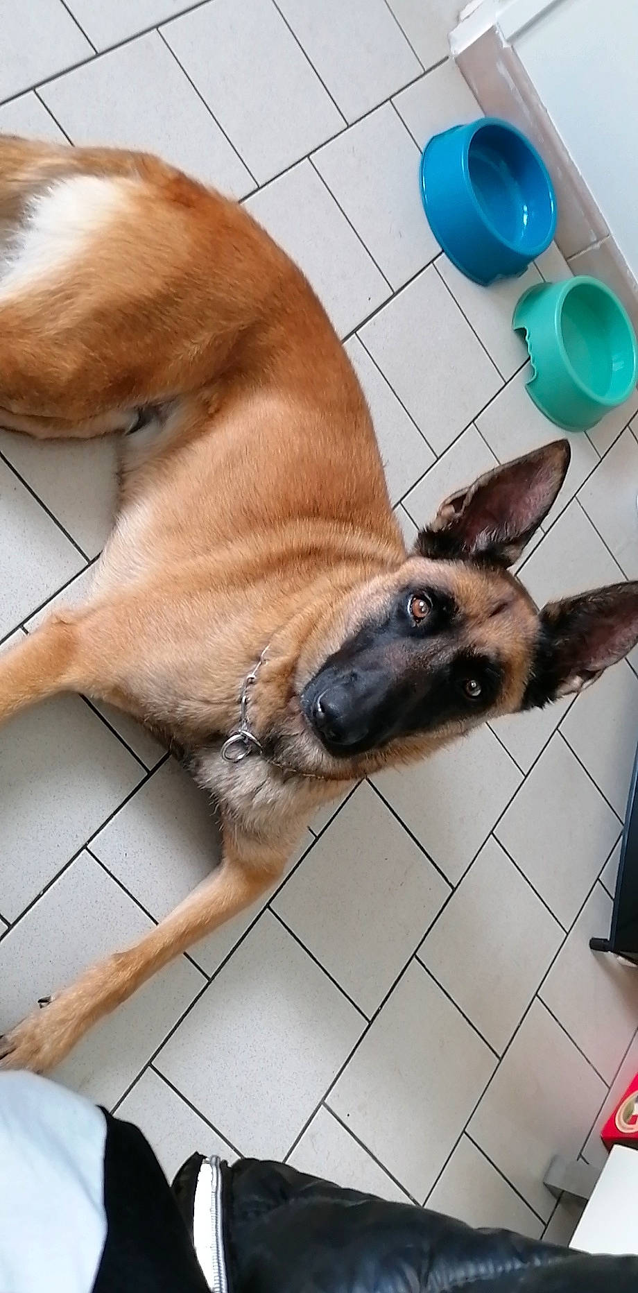 Maddy participe au concours pour gagner de l'argent avec cette photo : canidae, carnivore, collar, companion_dog, dog, dog_breed, dog_supply, electric_blue, fawn, floor, flooring, fur, liver, pet_supply, snout, sporting_group, tail, vertebrate, whiskers, working_animal