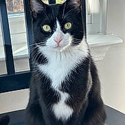 Larry is registered to the contest to win money with this photo: cat, tuxedo_cat, black_and_white, indoor, chair, window, pet, feline, whiskers, sitting, looking_at_camera, yellow_eyes, fur, domestic_cat, animal, close_up, portrait, natural_light, house, curtain