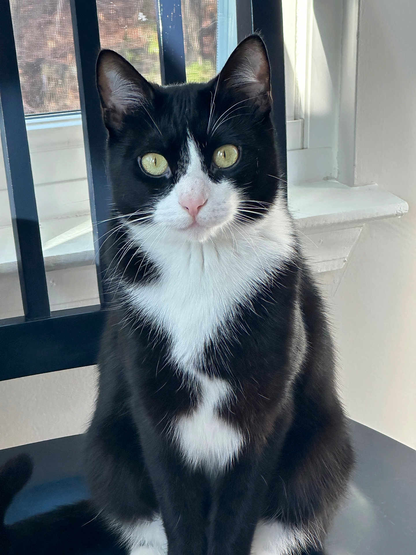 Larry is registered to the contest to win money with this photo: cat, tuxedo_cat, black_and_white, indoor, chair, window, pet, feline, whiskers, sitting, looking_at_camera, yellow_eyes, fur, domestic_cat, animal, close_up, portrait, natural_light, house, curtain