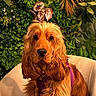 animal, chair, close_up, cocker_spaniel, cute, dog, floppy_ears, foliage, front_facing, golden_coat, greenery, houseplant, indoor, long_hair, pet, portrait, purple_harness, sitting, warm_lighting, well_groomed