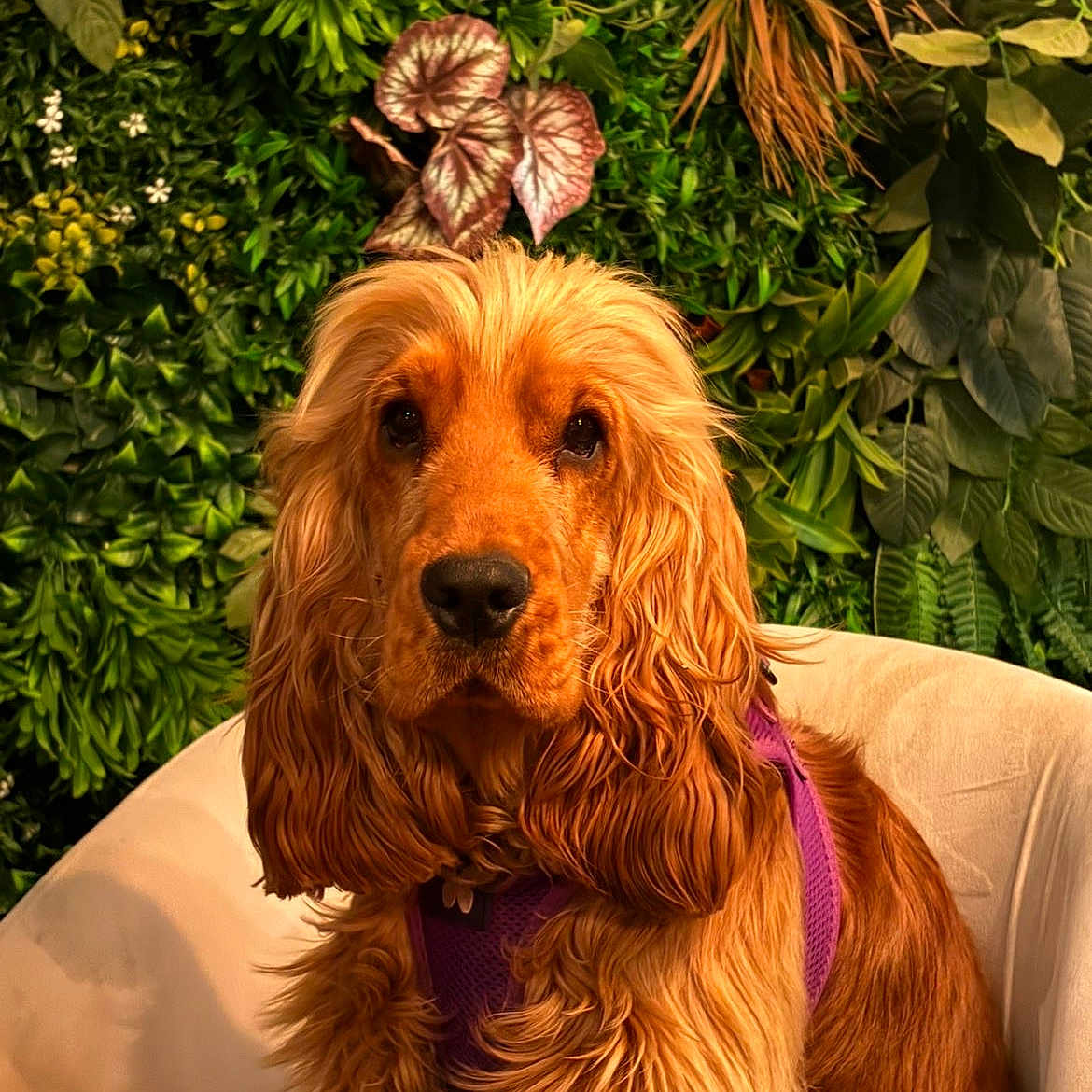 Poppy participe au concours pour gagner de l'argent avec cette photo : animal, chair, close_up, cocker_spaniel, cute, dog, floppy_ears, foliage, front_facing, golden_coat, greenery, houseplant, indoor, long_hair, pet, portrait, purple_harness, sitting, warm_lighting, well_groomed