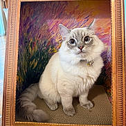 Mochi joined the competition — help win amazing prizes! cat, fluffy_cat, blue_eyes, sitting, golden_frame, decorative_frame, impressionist_background, colorful_background, indoor, wooden_floor, feline, pet, collar, curious_expression, portrait, furry_tail, artistic, home, animal, cute