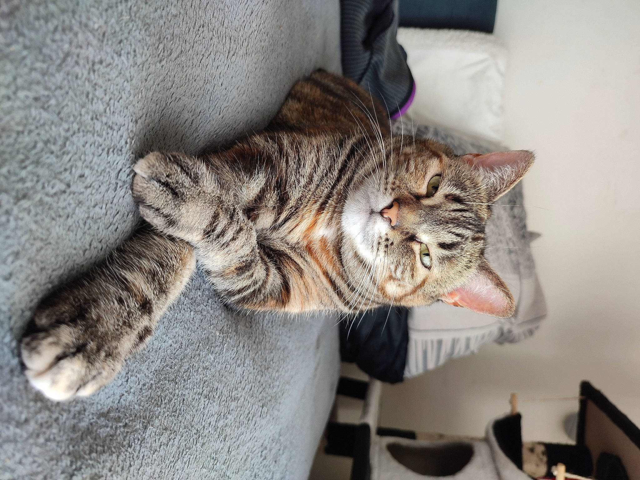 Beauty a rejoint le concours — aidez-le/la à gagner de superbes lots ! carnivore, cat, claw, comfort, domestic_short_haired_cat, ear, eye, felidae, fur, paw, small_to_medium_sized_cats, snout, tail, terrestrial_animal, whiskers