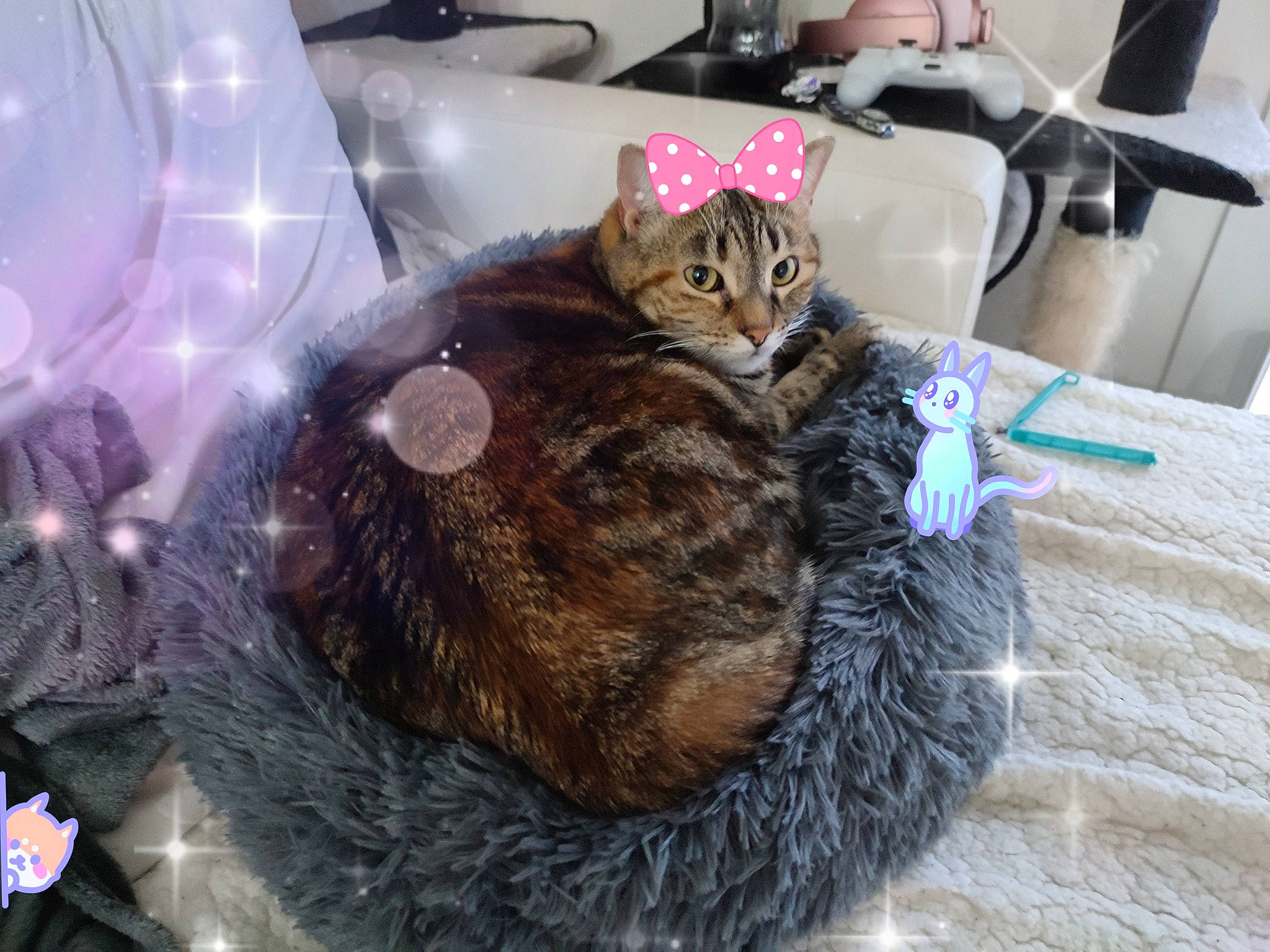 Beauty participe au concours pour gagner de l'argent avec cette photo : bag, carnivore, cat, claw, comfort, domestic_short_haired_cat, fawn, felidae, fur, mammal, paw, room, small_to_medium_sized_cats, snout, tableware, tail, textile, toy, vertebrate, whiskers