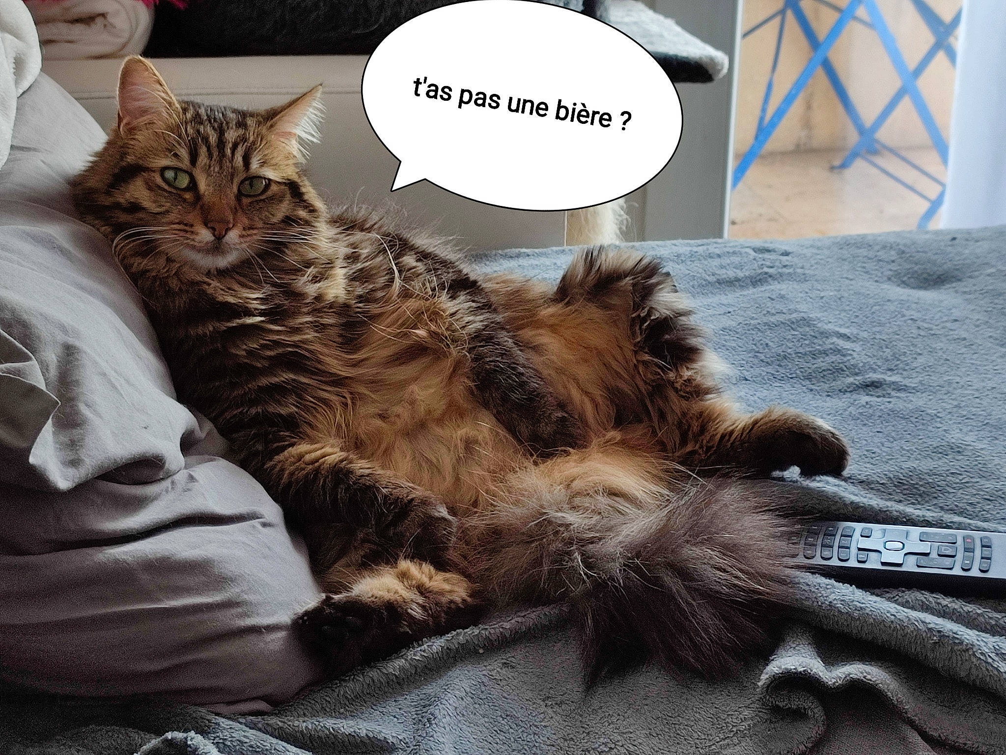 Popples a rejoint le concours — aidez-le/la à gagner de superbes lots ! bed, carnivore, cat, claw, comfort, companion_dog, domestic_short_haired_cat, drawer, fawn, felidae, fur, grey, maine_coon, metal, paw, photo_caption, small_to_medium_sized_cats, snout, tail, whiskers