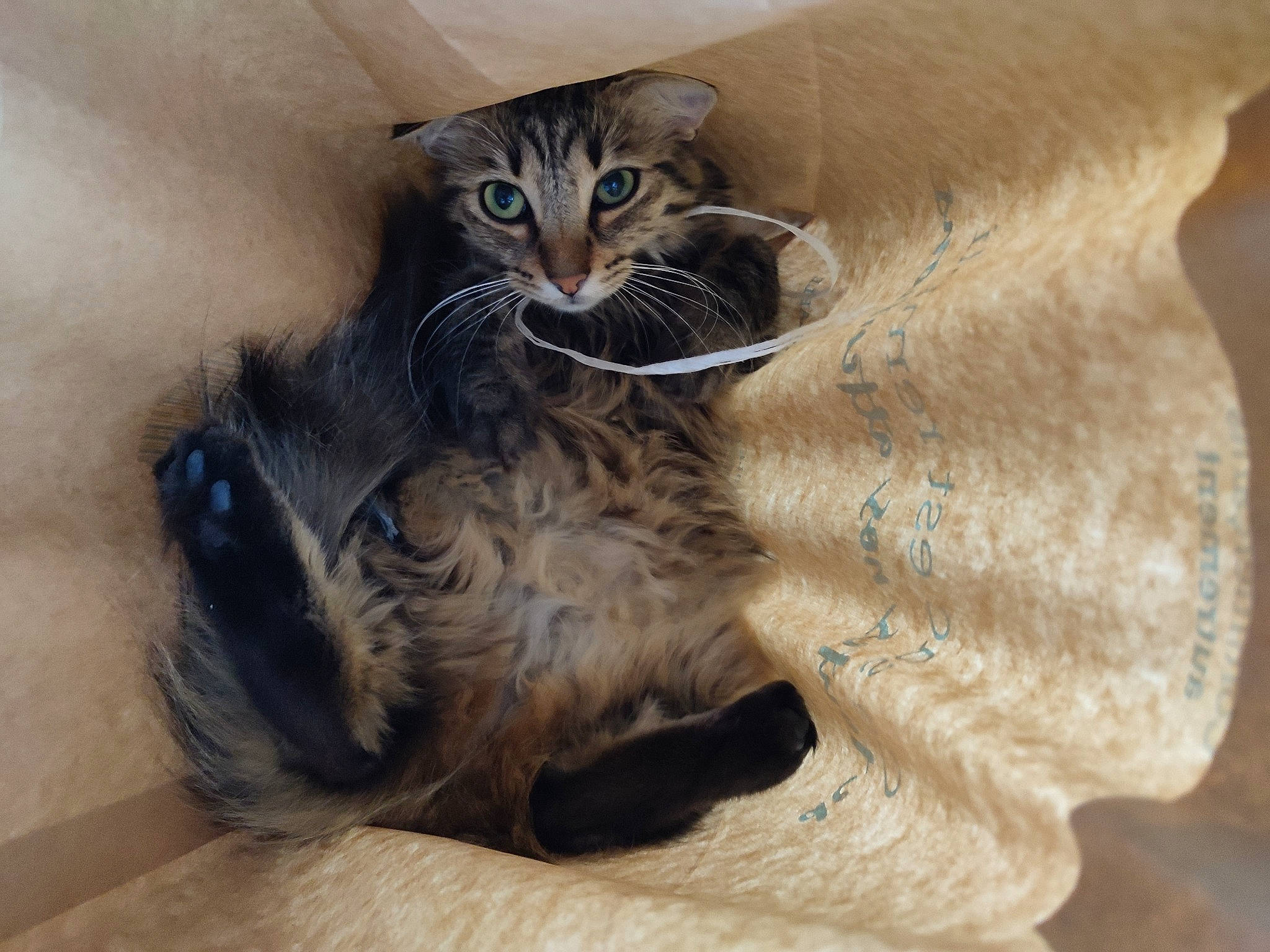 Popples participe au concours pour gagner de l'argent avec cette photo : carnivore, cat, cat_bed, cat_supply, claw, comfort, domestic_short_haired_cat, fawn, felidae, fur, paw, small_to_medium_sized_cats, snout, tail, terrestrial_animal, whiskers, wildlife