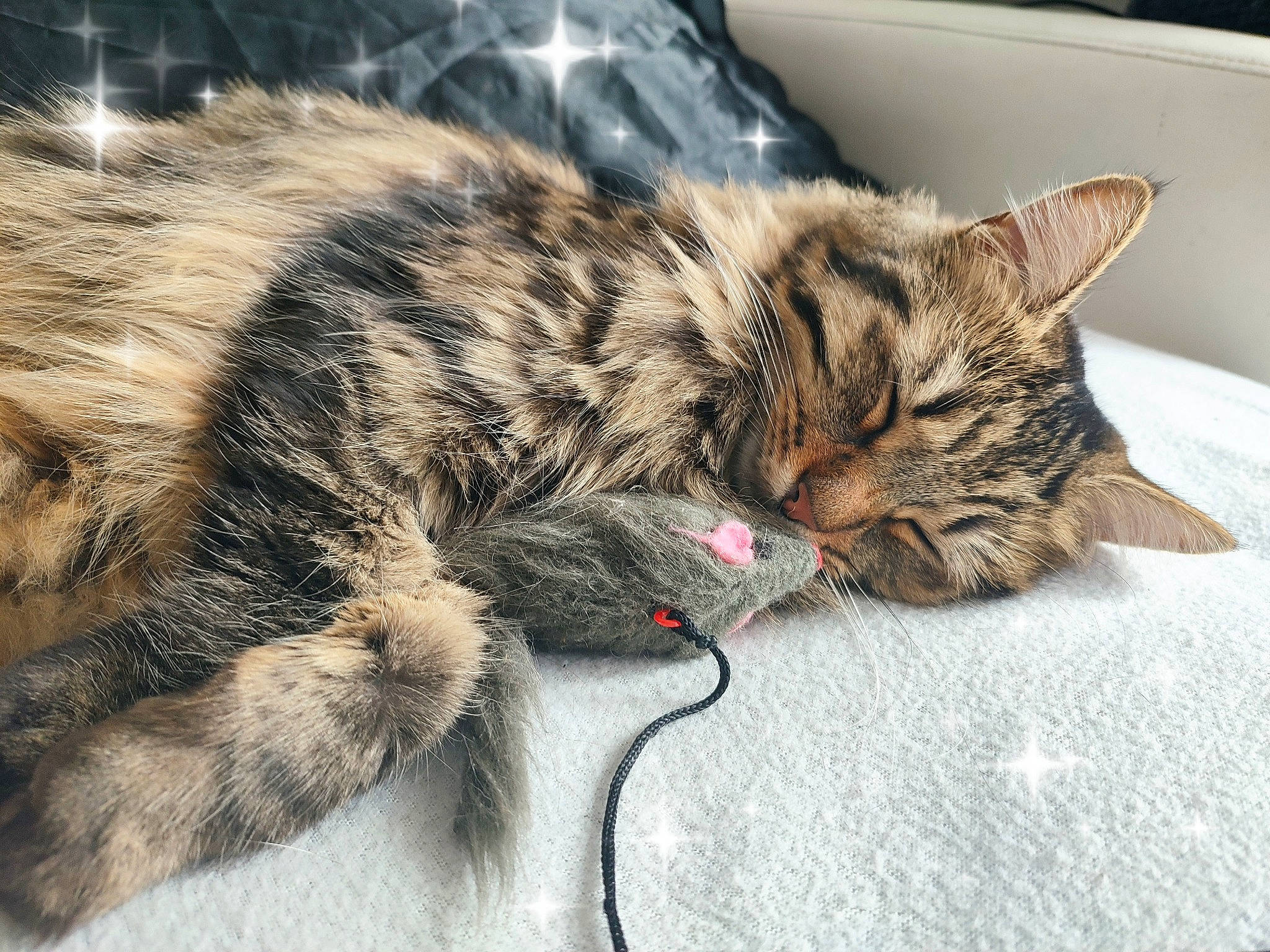 Popples a rejoint le concours — aidez-le/la à gagner de superbes lots ! carnivore, cat, claw, close_up, comfort, domestic_short_haired_cat, felidae, fur, nap, paw, sleep, small_to_medium_sized_cats, snout, tail, terrestrial_animal, whiskers