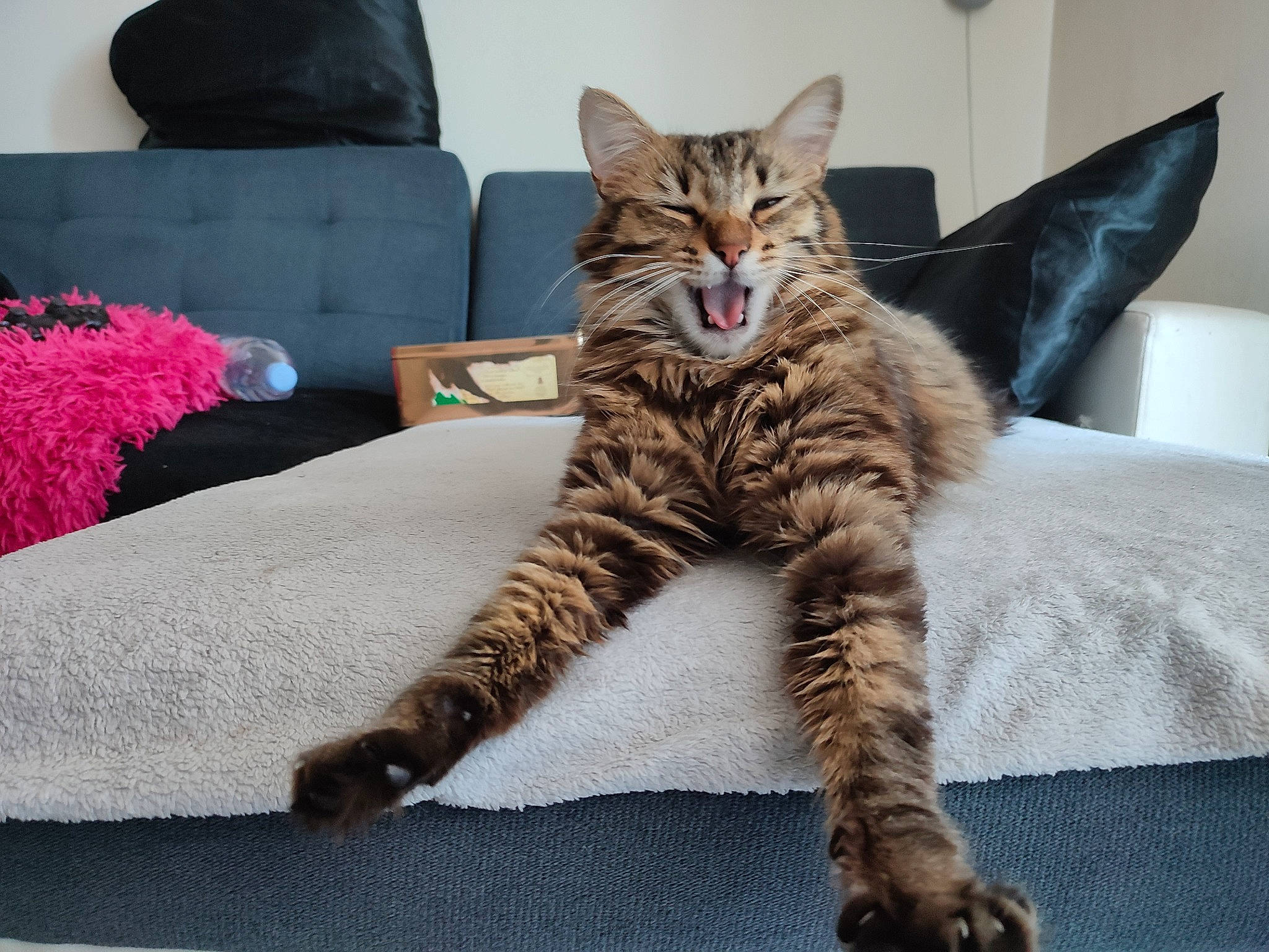 Popples a rejoint le concours — aidez-le/la à gagner de superbes lots ! carnivore, cat, claw, comfort, couch, domestic_short_haired_cat, felidae, foot, fur, grey, linens, magenta, paw, pillow, sitting, small_to_medium_sized_cats, snout, tail, terrestrial_animal, whiskers