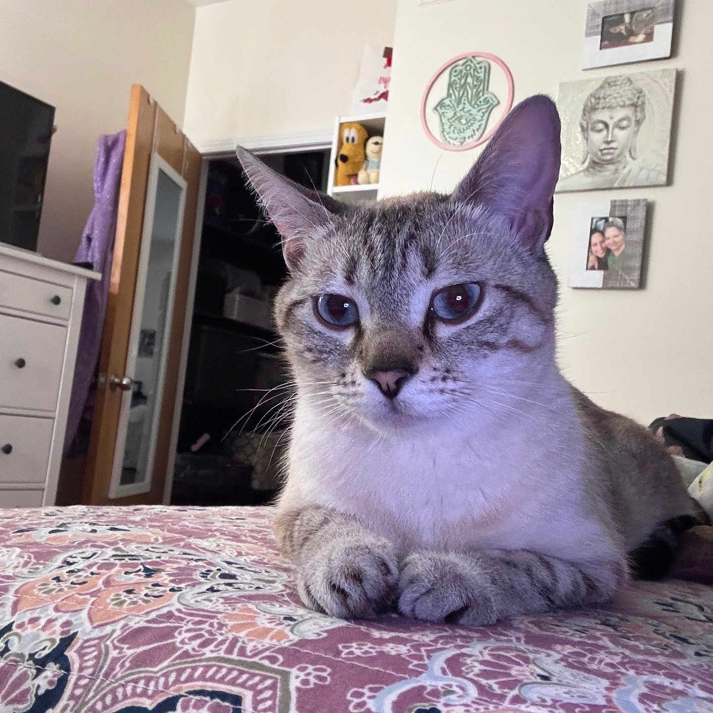 Winter is registered to the contest to win money with this photo: animal, bedspread, buddha, cat, door, dresser, ears, eyes, furniture, hamsa_hand, home, indoor, pattern, paws, pet, quiet, resting, room, wall_art, whiskers