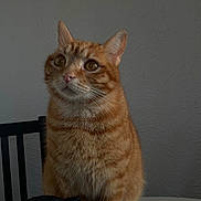Rouky a rejoint le concours — aidez-le/la à gagner de superbes lots ! animal, calm, cat, chair, closeup, curious, domestic_cat, ears, eyes, feline, fur, indoor, orange_tabby, pet, portrait, sitting, table, texture, wall, whiskers