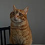 animal, calm, cat, chair, closeup, curious, domestic_cat, ears, eyes, feline, fur, indoor, orange_tabby, pet, portrait, sitting, table, texture, wall, whiskers