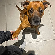 Vulco a rejoint le concours — aidez-le/la à gagner de superbes lots ! dog, brown_dog, paw, handshake, tile_floor, indoor, pet, canine, looking_up, ears, tail, shadow, person_hand, friendly, companion, animal, cute, domestic, closeup, floor