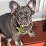 adorable, animal, black, brown, closeup, cute, dog, ears, floor, fur, indoor, leaf, looking, paw, pet, puppy, sitting, snout, tongue, young