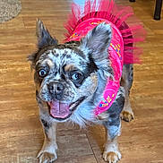 Suki is registered to the contest to win money with this photo: dog, small_dog, tutu, pink_clothing, pet, indoor, wooden_floor, happy, excited, ears_up, standing, animal, cute, tongue_out, fur, domestic_animal, face, companion, friendly, playful