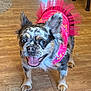dog, small_dog, tutu, pink_clothing, pet, indoor, wooden_floor, happy, excited, ears_up, standing, animal, cute, tongue_out, fur, domestic_animal, face, companion, friendly, playful