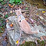 cat, harness, leash, rock, autumn_leaves, outdoors, stream, nature, animal, pet, curious, walking, ground, plants, water, forest_floor, exploring, wildlife, daytime, mammal