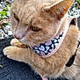 cat, ginger_cat, pet, outdoor, harness, close_up, fur, whiskers, resting, animal, nature, greenery, rocks, calm, cute, mammal, domestic_animal, leash, pink, heart_pattern