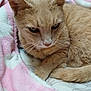 cat, ginger_cat, close_up, pet, fur, whiskers, ears, paws, blanket, pink_blanket, soft_texture, indoors, resting, cute, animal, feline, cozy, sleepy, domestic_cat, relaxed