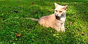 Jenny joined the competition — help win amazing prizes! animal, cat, closeup, cream_colored_cat, daylight, feline, field, grass, greenery, leaf, mammal, nature, outdoor, pet, relaxing, resting, serene, summer, sunlight, wildlife