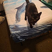 Oliver joined the competition — help win amazing prizes! bed, bedding, bedroom, black_cat, blanket, carpet, cat, dolphin_print, feline, green_eyes, home, indoor, laundry_basket, mattress, nightstand, pet, pillow, tail, walking, whiskers