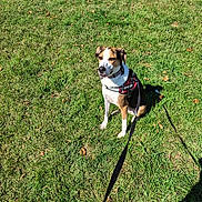 Biscuit joined the competition — help win amazing prizes! animal, black, brown, calm, canine, collar, daytime, dog, ear, field, grass, leash, nature, outdoor, pet, service_dog, shadow, sitting, sunlight, white