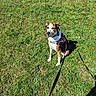 animal, black, brown, calm, canine, collar, daytime, dog, ear, field, grass, leash, nature, outdoor, pet, service_dog, shadow, sitting, sunlight, white