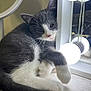 cat, gray_cat, white_cat, pet, animal, indoors, vanity_mirror, light_bulbs, reflection, floor, fur, whiskers, paw, relaxed, cute, companion, domestic_animal, curled_tail, resting, cozy