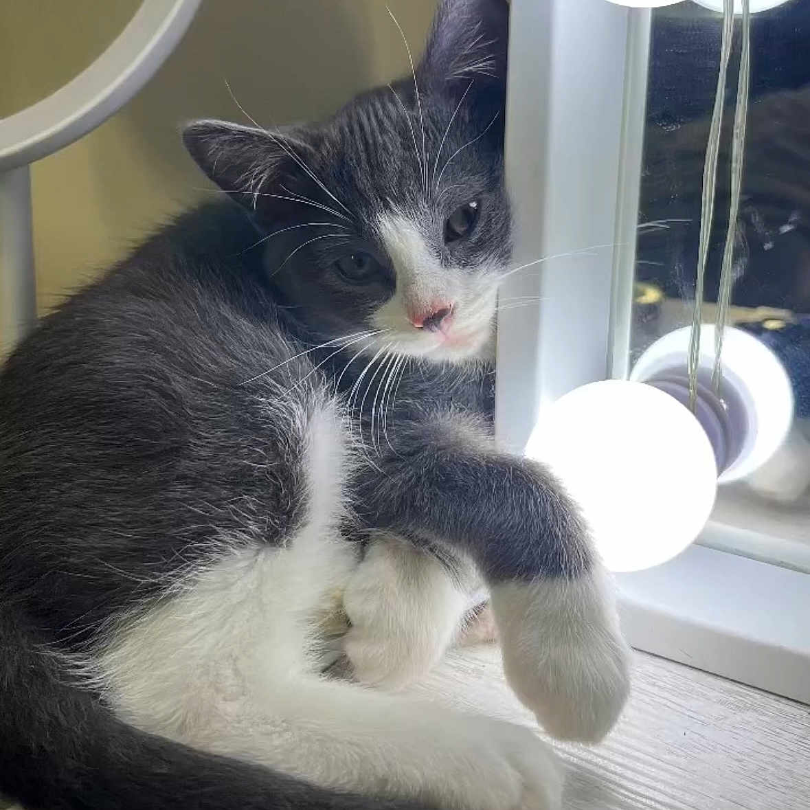 Ash is registered to the contest to win money with this photo: animal, cat, companion, cozy, curled_tail, cute, domestic_animal, floor, fur, gray_cat, indoors, light_bulbs, paw, pet, reflection, relaxed, resting, vanity_mirror, whiskers, white_cat