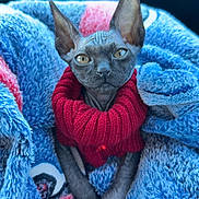 Nox joined the competition — help win amazing prizes! sphynx_cat, cat, pet, animal, hairless, ears, eyes, sweater, red_sweater, blanket, blue_blanket, texture, cozy, car_interior, seatbelt, closeup, portrait, warm, resting, indoors