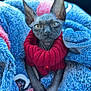 sphynx_cat, cat, pet, animal, hairless, ears, eyes, sweater, red_sweater, blanket, blue_blanket, texture, cozy, car_interior, seatbelt, closeup, portrait, warm, resting, indoors